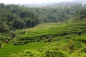 Rice paddies between Jakarta and Yojyakarta, Java Indonesia 1